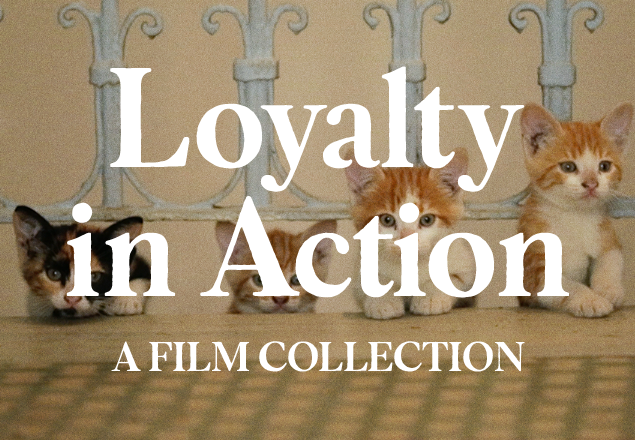 White text that reads "Loyalty in Action: A Film Collection" with kittens in the background